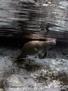 "Serenity"
Yesterday I got this shot of a manatee - litt... by Patricia Sinclair 
